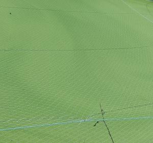 Duckweed per kilogram