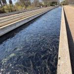 Fish Pond 500 fish