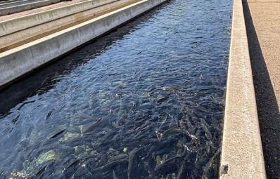 Fish Pond 500 fish