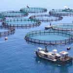Fish cages (10m)