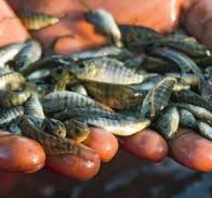 TILAPIA FINGERLINGS (FISH BABY)