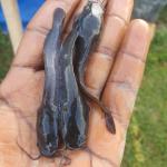 CATFISH FINGERLINGS (FISH BABY)