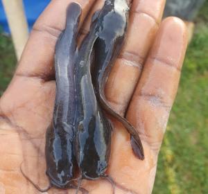 CATFISH FINGERLINGS (FISH BABY)